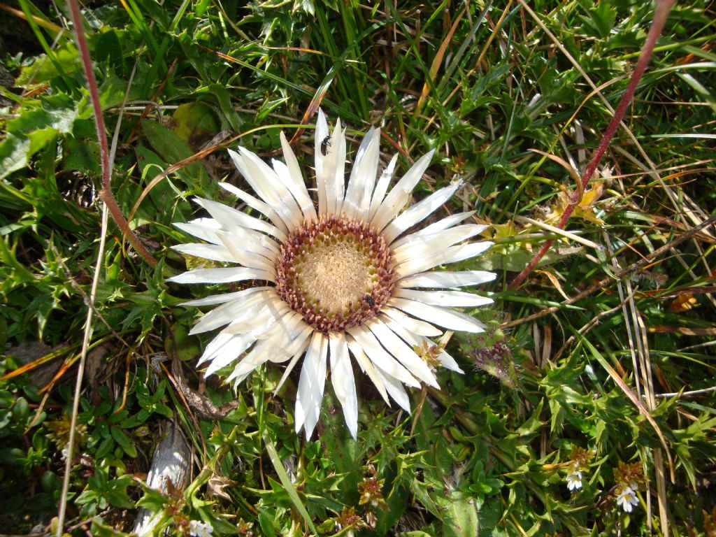 Carlina acaulis